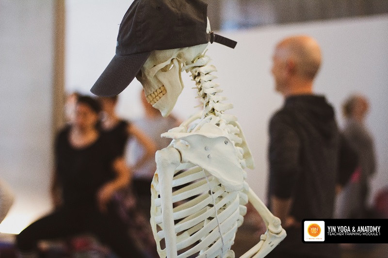 200 Hour Yin Yoga & Anatomy Teacher Training Course 23 200h Yin and anatomy
