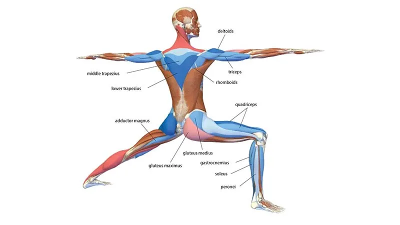 Giải phẫu học trong Yoga: Chìa khóa luyện tập an toàn, hiệu quả 2 Chiến binh II (Virabhadrasana II)