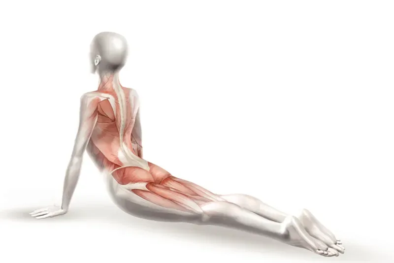 Giải phẫu học trong Yoga: Chìa khóa luyện tập an toàn, hiệu quả 2 Thông qua kiến thức giải phẫu, bạn biết vấn đề nằm ở đâu?