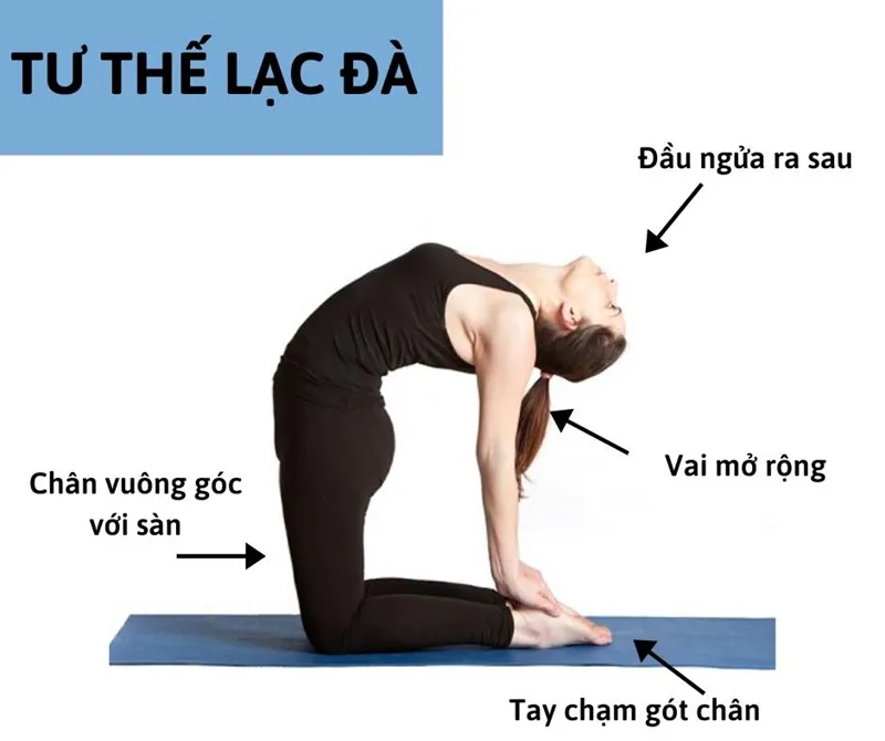 Tư thế Lạc đà (Ustrasana): Mở rộng trái tim từ sự uốn mình sâu sắc 26 Hướng dẫn thực hiện tư thế Lạc Đà đúng kỹ thuật