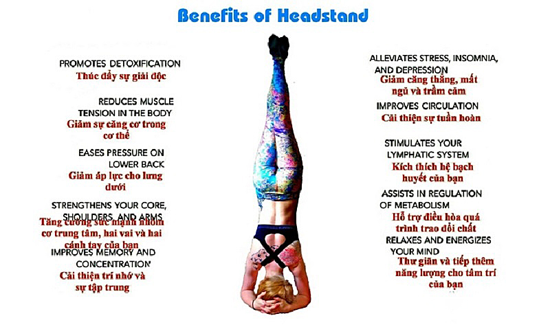 Tư thế Trồng chuối – Sirsasana: Vị Vua của các tư thế Yoga 16 Lợi ích của tư thế Trồng chuối – Sirsasana