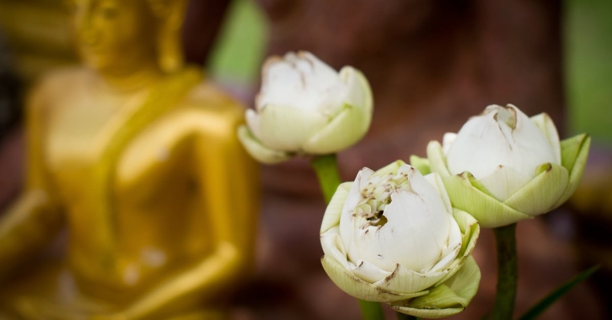 Tư thế Hoa sen (Padmasana): Gốc rễ thanh tịnh trong thiền định 12 Nguồn gốc và ý nghĩa của tư thế Hoa sen