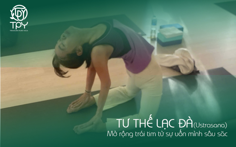 Học viện yoga quốc tế TPY 25 Tư thế Lạc đà (Ustrasana): Mở rộng trái tim từ sự uốn mình sâu sắc