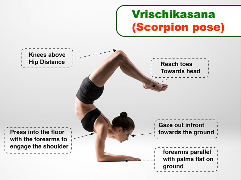 Tư thế Con bọ cạp (Vrschikasana) – Vũ điệu uyển chuyển của sức mạnh và sự linh hoạt 24 Hướng dẫn thực hiện Vrschikasana