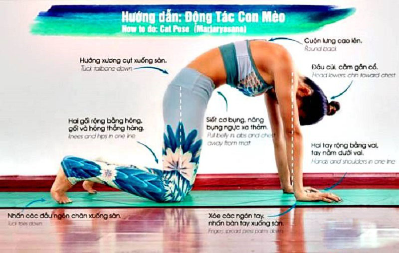 Hướng dẫn thực hiện tư thế con Mèo