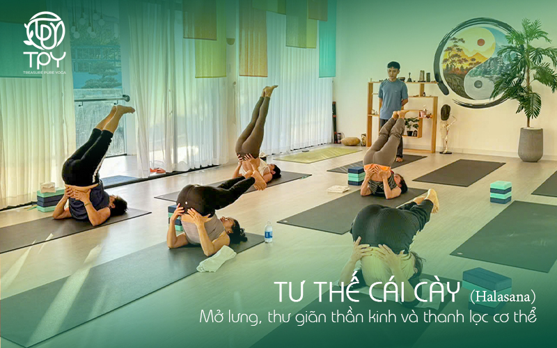 Tư thế Cái Cày (Halasana): Mở lưng, thư giãn thần kinh và thanh lọc cơ thể
