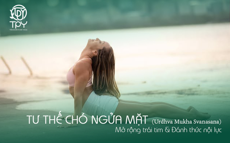 Tư thế Chó Ngửa Mặt (Urdhva Mukha Svanasana): Mở rộng trái tim & Đánh thức nội lực