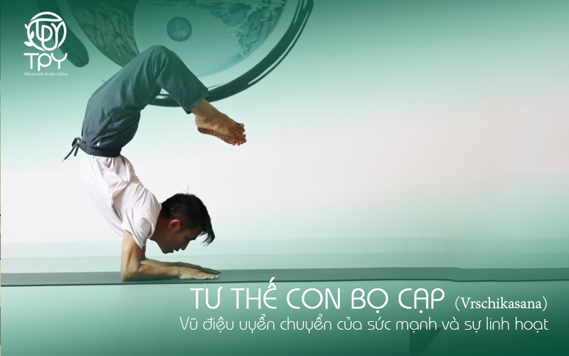 Tư thế Con bọ cạp (Vrschikasana) – Vũ điệu uyển chuyển của sức mạnh và sự linh hoạt