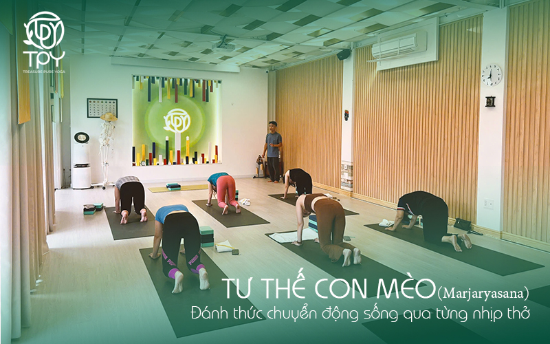 Tư thế Con mèo(Marjaryasana): Đánh thức chuyển động sống qua từng nhịp thở