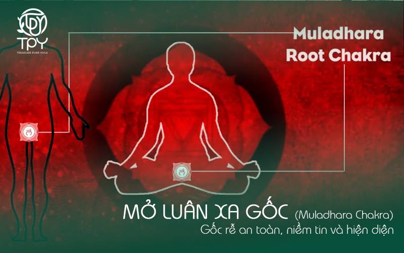 Mở luân xa gốc - Gốc rễ an toàn, niềm tin và hiện diện