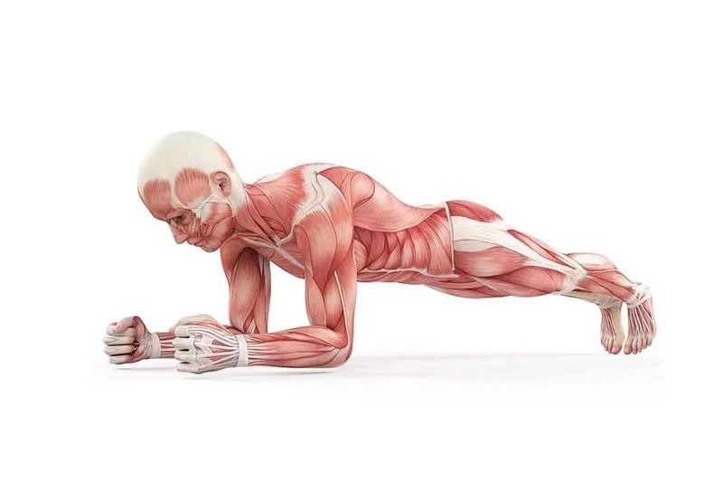 Yoga phục hồi sau chấn thương: Đưa cơ thể vận động lại an toàn, bền vững 9 Khôi phục sức mạnh cơ bắp